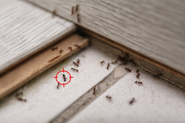 Wasp Removal Services in Santa Fe, NM